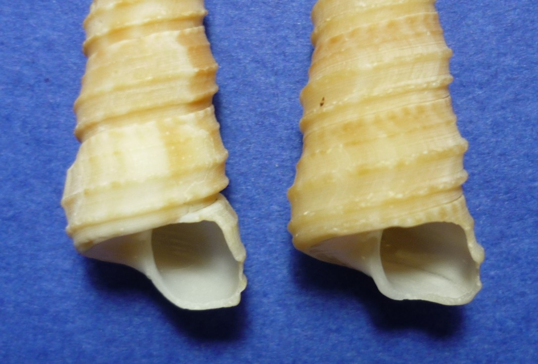 Turritella turbona